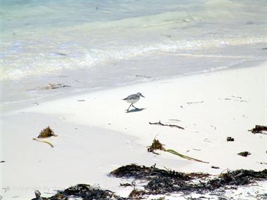 2004 Cuba, Cayo Levisa, DSC00697 B_B720